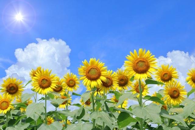 夏季休暇のお知らせ